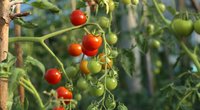 Į laistytuvą įmeskite 1 tabletę: pomidorai augs lyg išprotėję (nuotr. 123rf.com)