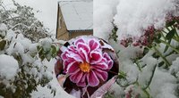 Lietuvą nuklojo sniegas: gyventojai fiksuoja vaizdus  