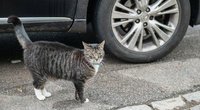 Katinas prie automobilio (nuotr. SCANPIX)
