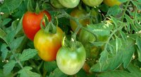 Žali pomidorai sunoks greičiau: išdavė naudingus patarimus (nuotr. 123rf.com)