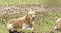 Šunų gynėjai šiurpsta nuo vaizdų: voljerai skęsta išmatose, gyvūnai neturi vandens ar maisto (nuotr. stop kadras)