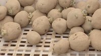 Ūkininkai pradėjo bulviasodį: ankstyvosios bulvės reikalauja daug dėmesio ir investicijų (nuotr. stop kadras)