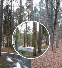 Vyras šokiruotas – centriniame Birštono parke kirs jaunus medžius: ekspertė paaiškino, kodėl