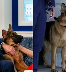 Bideno šuo ne veltui pavadintas Vadu: jis apkandžiojo JAV agentus mažiausiai 10 kartų