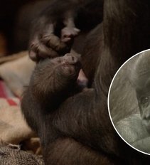 Londono zoologijos sode lankytojus džiugina gorilos naujagimis – rūšis itin reta