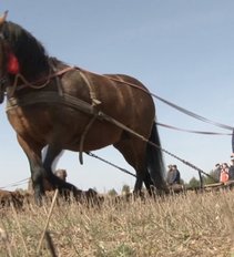 Lazdijų rajone – tradicinės arimo su arkliais varžybos: organizatoriai baiminosi vieno