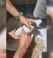 Neeilinė operacija: paukštis ieškojo žmonių pagalbos ir bandė įšokti į laivą