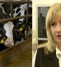 Kas mėnesį žlunga dešimtys Lietuvos pieno ūkių: „Kartais gailimės, kad esam ūkininkai“