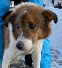 Dėl rekordiškų šalčių – ašarą spaudžiančios gyvūnų istorijos: rastas prie žemės prišalęs senyvo amžiaus šuo
