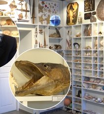 99-metė Vida iki šiol veda ekskursijas savo įkurtame jūrų muziejuje: sudomina visus