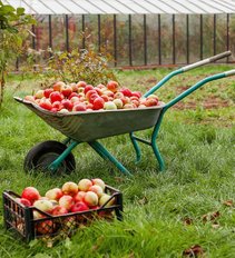 Taip esą dar nėra buvę: šiemet obuolių derlius trečdaliu mažesnis nei pernai
