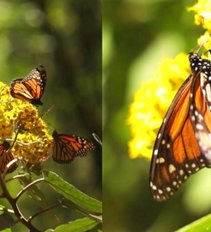 Pamatykite: drugelių karalystėje žiemoja įspūdingieji monarchai