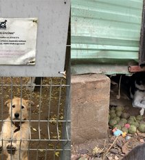 Gyvūnų prieglaudoje dirbusios savanorės: „Žmonės mato tik penktadalį to, kas vyksta"