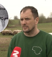Ūkininkai įbauginti, nėra kaip apsisaugoti nuo vilkų: „Jie nebūdavo tokie agresyvūs“