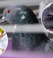 Veterinarijos klinikos sulaukia daugybės skambučių: žmonės randa daugybę paukščių jauniklių
