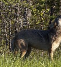 Prasideda vilkų medžioklės sezonas: vieniems gaila, bet ūkininkai jų bijo
