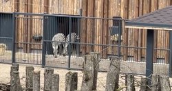 Nauji Kauno zoologijos sodo gyventojai baikštūs – išsigąsta bet kokio įtartino garso
