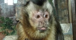 Ko galima tikėtis iš kitų metų simbolio – beždžionės?