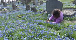 Minias smalsuolių į Bernardinų kapines traukia ypatingi augalai: gamtininkai ragina paskubėti