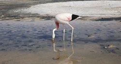 Čilėje pavojingai nyksta flamingai: esą kaltas žmonių noras gyventi išmaniai