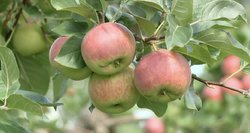 Obuolių kainas diktuos Lenkija: Lietuvoje auksinio derliaus nebus