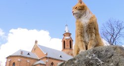 Kernavėje gyvenantis katinas Naglis pragyvenimui užsidirba pats: išgarsėjo dėl unikalių gebėjimų