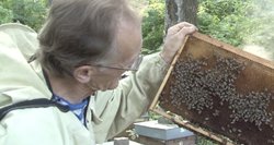 Šie metai – kitokie: kaip pašėlusios spiečiasi bitės