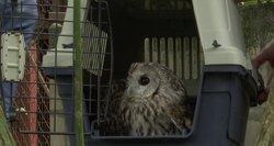 Nesusipratimas Klaipėdos zoologijos sode: grąžino konfiskuotas pelėdas – dvi nugaišo