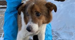 Dėl rekordiškų šalčių – ašarą spaudžiančios gyvūnų istorijos: rastas prie žemės prišalęs senyvo amžiaus šuo