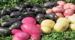 Lietuvė tapo feisbuko sensacija, darže užauginusi juodų bulvių