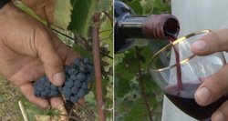 Lietuvoje – rekordinis vynuogių derlius: aišku, kas atbaido norinčius parduoti naminį vyną