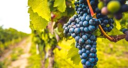 Lietuva oficialiai pripažinta vynuogių auginimo kraštu: etiketėje atsiras geografinė nuoroda