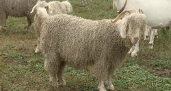 Panevėžio rajone – vienintelis Lietuvoje Angoros ožkų ūkis: turi, kuo pasigirti