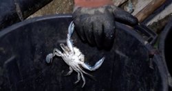 Prancūzijos žvejai griebiasi už galvų – jų pragyvenimo šaltinį naikina invazinė krabų rūšis