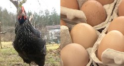 Įvardijo, kas lemia kiaušinio kokybę ir kodėl reikia žiūrėti į ženklinimą