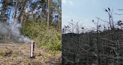 Lietuvos pajūryje sprogdindami garsiniai užtaisai – taip siekiama sumažinti invazinių paukščių