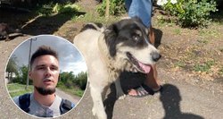 Gelbėjant gyvūnus Ukrainoje, rastas ypatingas šuo: jis tiksliai žino, kada atskrieja raketa ir slepiasi