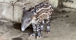 Nikaragvos zoologijos sode – džiugi žinia: gimė sparčiai nykstančių tapyrų mažyliai
