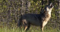 Prasideda vilkų medžioklės sezonas: vieniems gaila, bet ūkininkai jų bijo