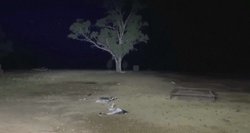 Australijoje ūkininkus užpuolė pelės: vienoje vietoje jų – tūkstančiai