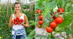 Išdavė auksinius pomidorų auginimo patarimus: dvigubas derlius garantuotas 