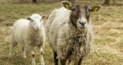 Avių augintojams – naujos galimybės