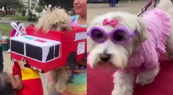 Artėjant Helovinui suorganizuotos šunų varžytuvės: aprengė spalvingais filmų herojų kostiumais  (tv3.lt koliažas)
