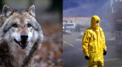 Černobylio vilkai (nuotr. SCANPIX) tv3.lt fotomontažas