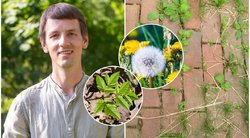 Vaistažolininkas Marius ragina prisiskinti šių augalų: jų nauda neišmatuojama (nuotr. tv3.lt fotomontažas)  