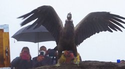 Bolivijoje didžiausias pasaulyje paukštis kondoras paleistas į laisvę (nuotr. stop kadras)