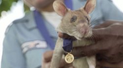 Aukso medalį gali gauti ir žiurkė: minų ieškanti žiurkė rado daugiau nei 100 sprogmenų (nuotr. stop kadras)