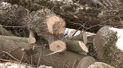 Sprendžiama, kaip sutramdyti pažeidėjus, be leidimų kertančius medžius: didesnių baudų nebeužteks? (nuotr. stop kadras)
