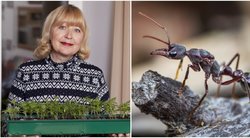 Sodininkė Irutė rado geriausią būdą atsikratyti skruzdėlių: siūlo išbandyti (nuotr. 123rf.com)