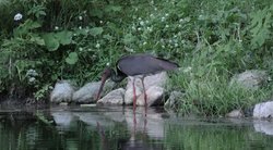 Vaizdas Dzūkijos miške pradžiugino ornitologus – galvojo, kad juodasis gandras čia nebegrįš (nuotr. stop kadras)